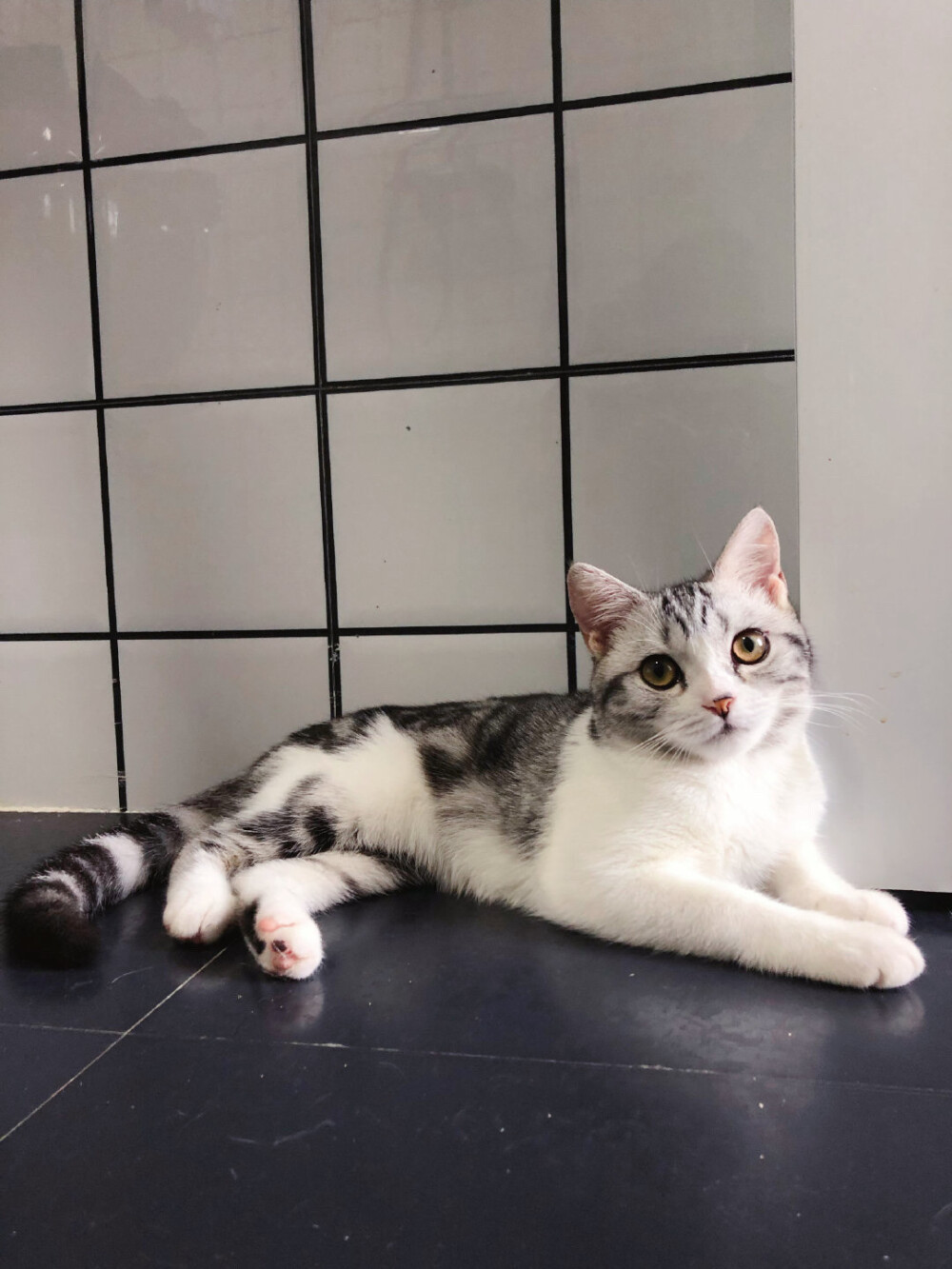 网红猫王泡芙