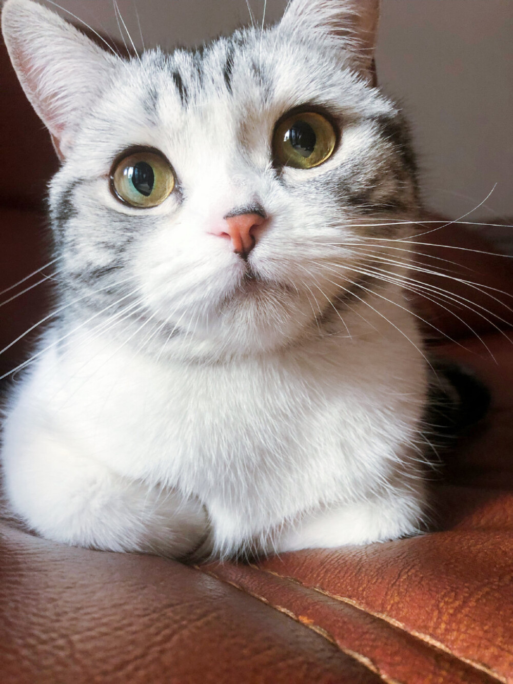 网红猫王泡芙