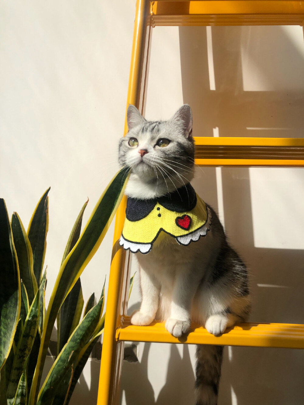 小猫咪王泡芙的图片图片