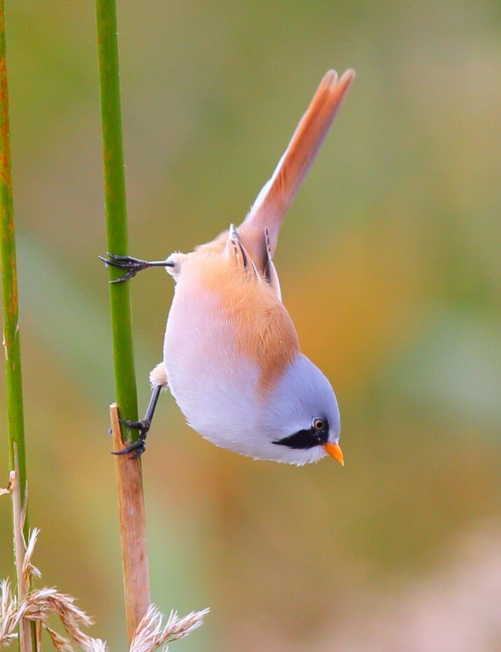 養(yǎng)魚養(yǎng)鳥一樣好