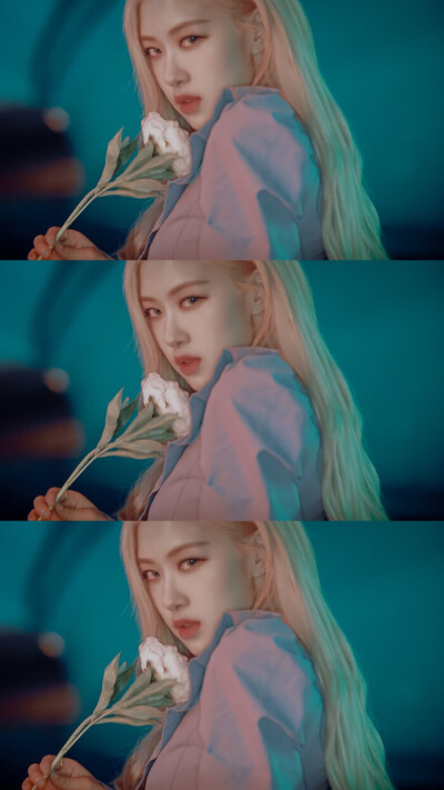 Rose 人间野玫瑰