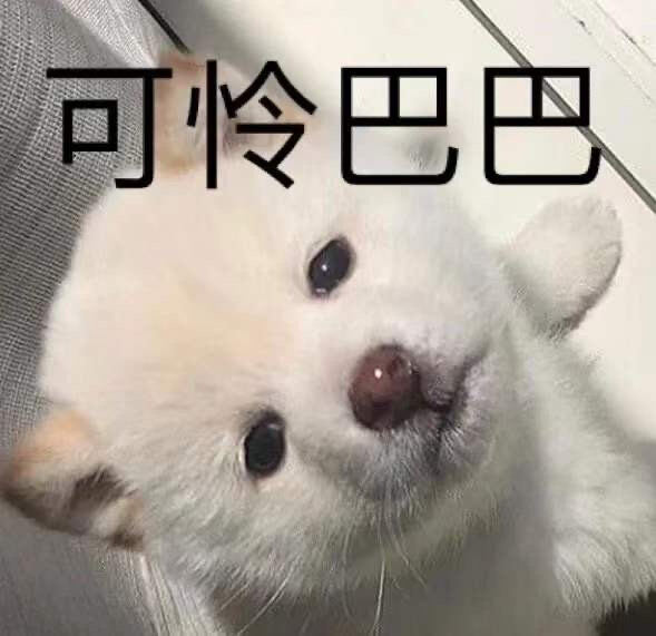 狗狗表情包  可怜巴巴