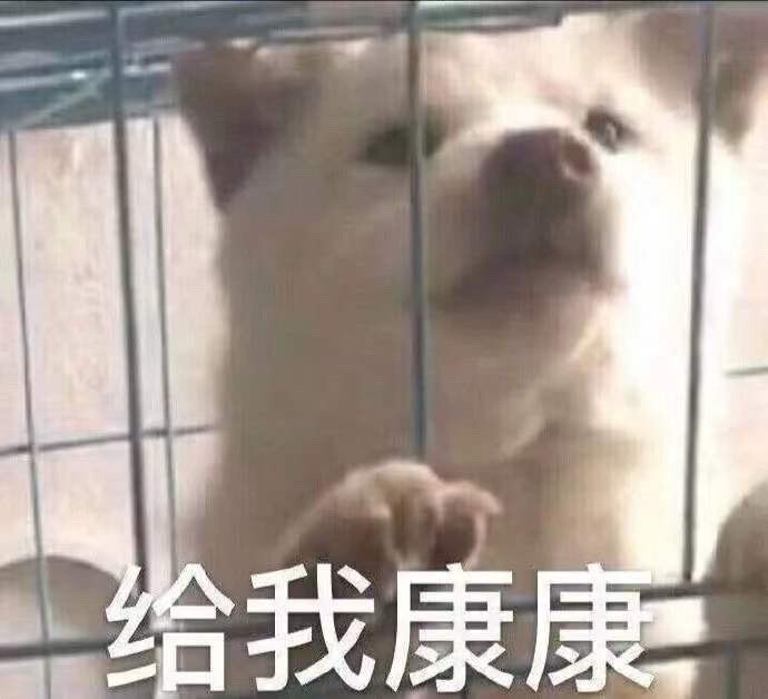 狗狗表情包 给我康康