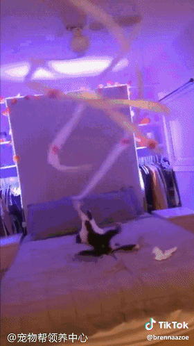 猫猫表情包 GIF动图 逗猫的极致