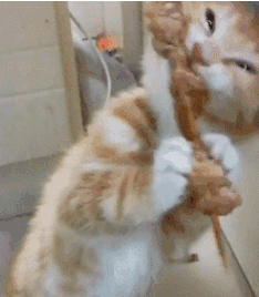 猫猫表情包 GIF动图 想吃羊肉串