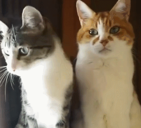 猫猫表情包 GIF动图 无动于衷