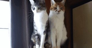 猫猫表情包 GIF动图 像极了我和我的朋友