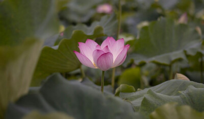 汉服古风美人，汉服写真