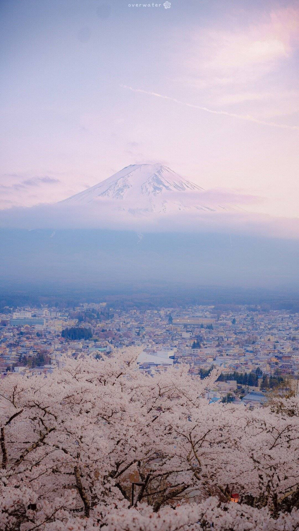 樱花壁纸