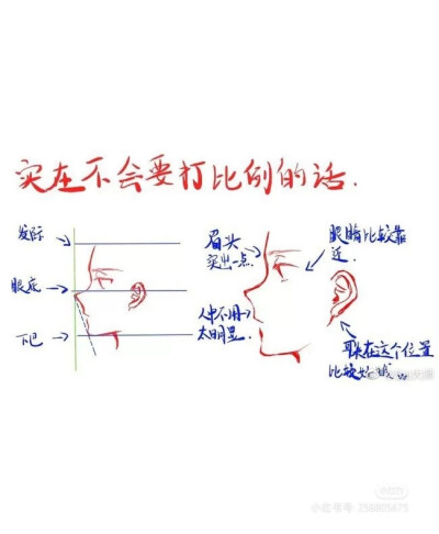 侧脸 图源网 侵删