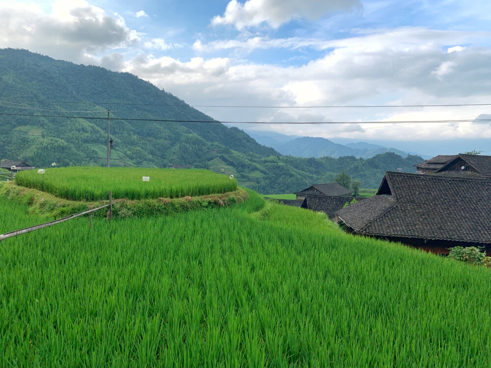 广西 · 桂林 · 龙胜梯田
一山有四季 十里不同天
正式开启向往的生活 