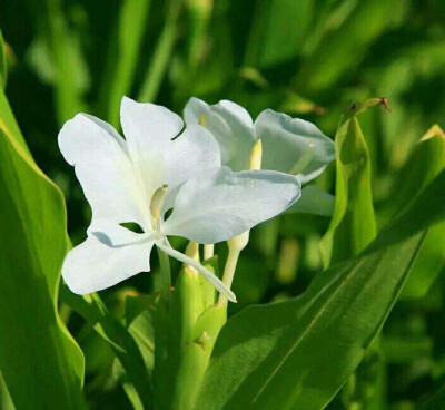 野姜花
把记忆留在夏天
无聊的记忆 留在夏天