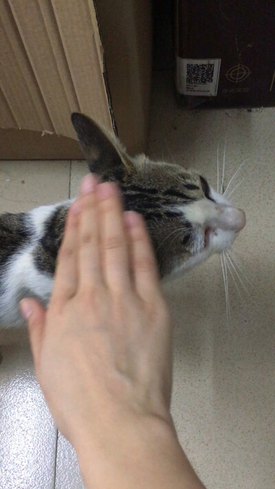 狸花猫 喵