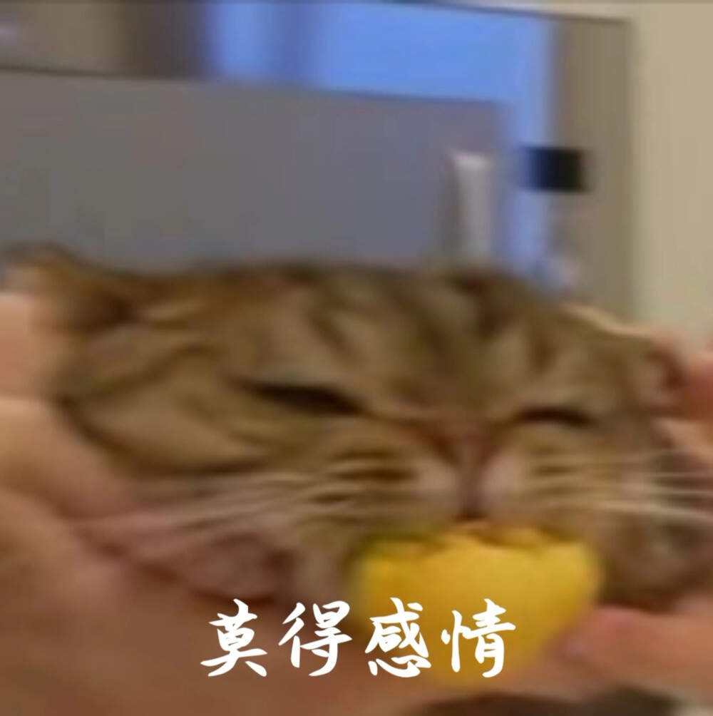 奶油家猫猫