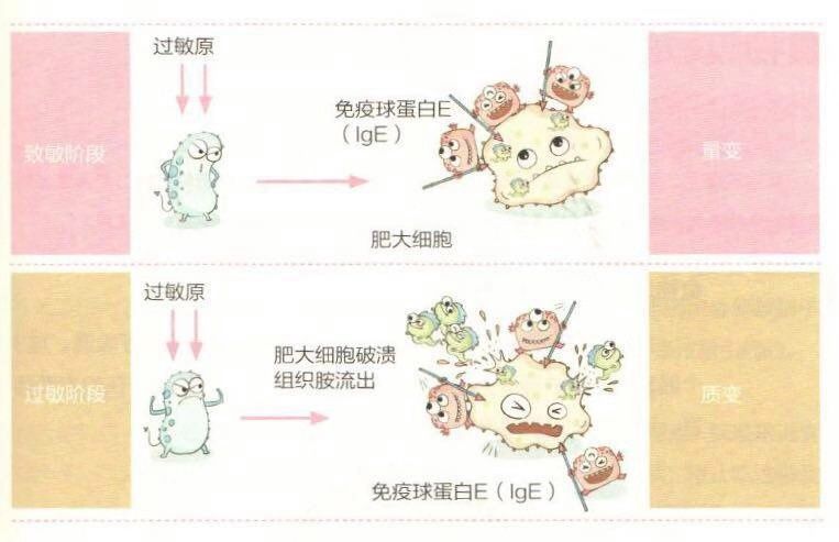 辅食过敏预防