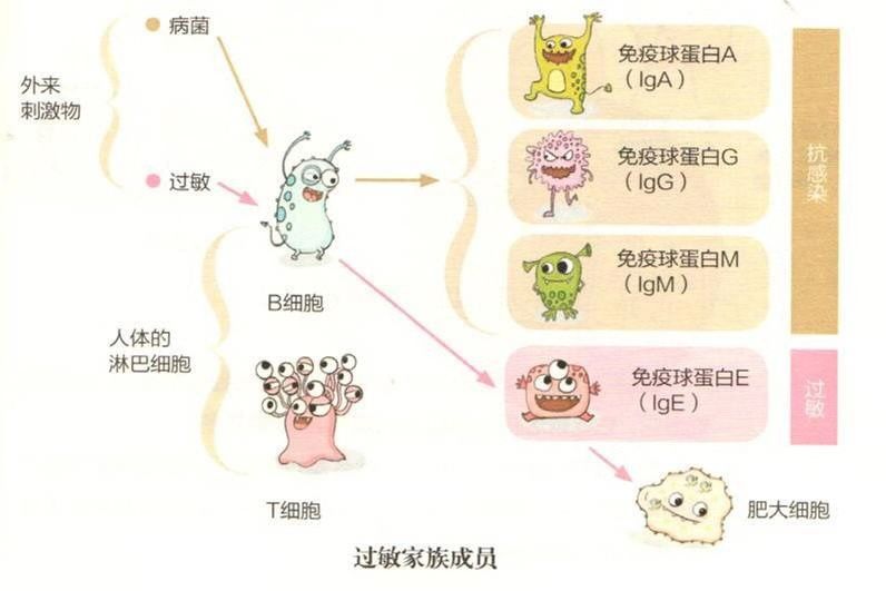 辅食过敏预防