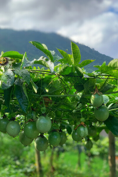 一把水枪 一个盛夏
土豪家烤肉都是用脸盆装的 !! 现烤的土猪肉将油脂逼得透透双面烤到焦香 蘸一丢丢辣椒面儿 味道绝了
就着冰镇在溪流里的啤酒连毛细孔都透着一个「爽」
撑到翻白眼再到潭子里扑腾几下把刚吃下的高碳…