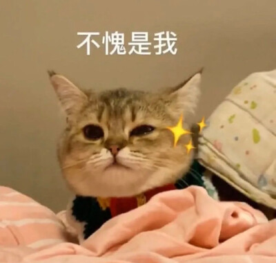 [表情包] 猫咪 wink 不愧是我