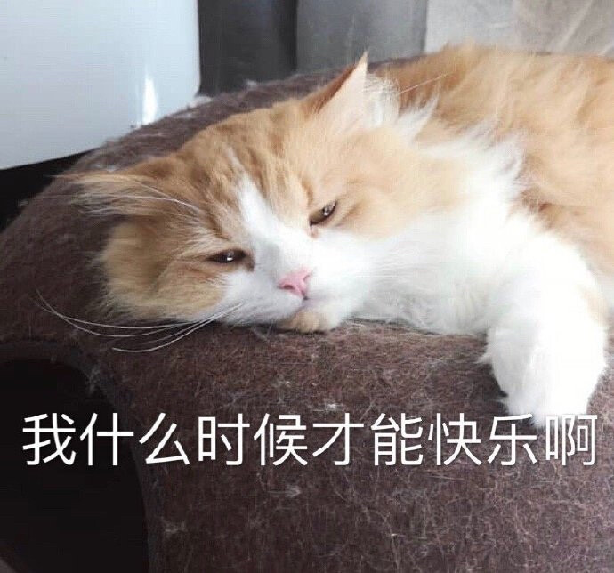 [表情包] 猫咪 我什么时候才能快乐啊