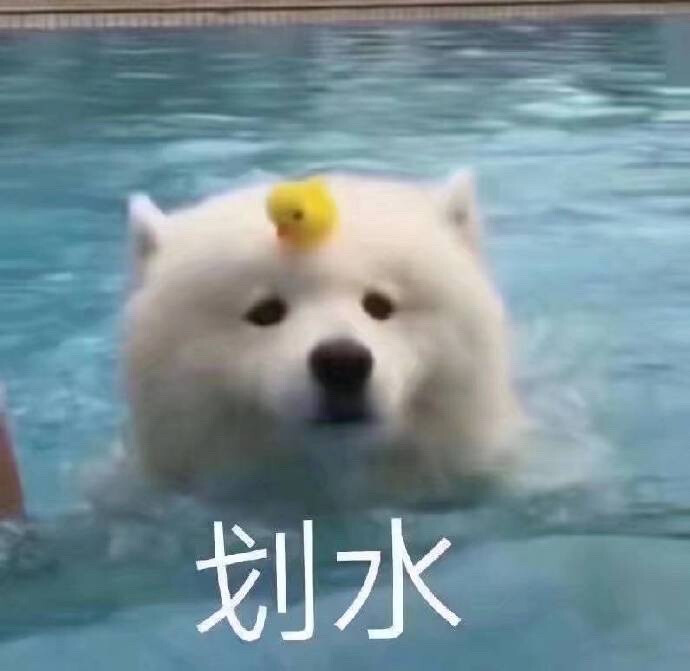 狗狗表情包 划水