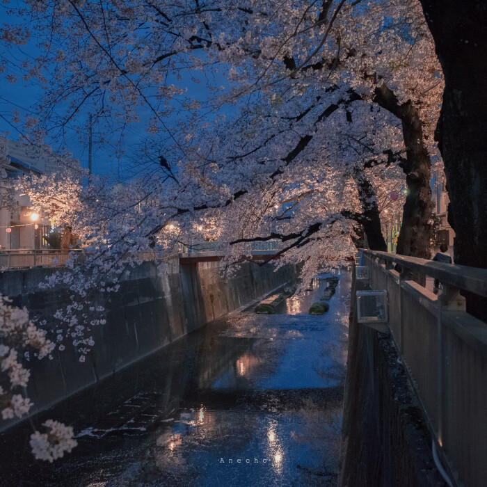 夜晚 樱花 背景图