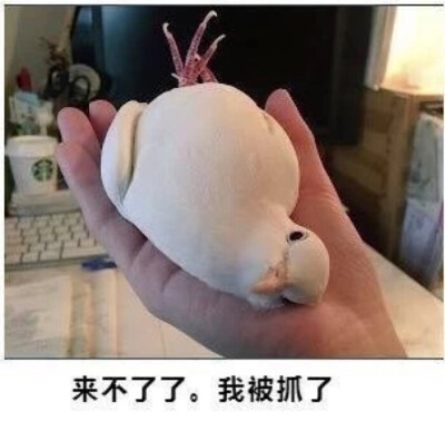 哈哈哈哈哈哈哈哈哈哈哈哈哈哈哈哈哈傻乎乎表情包大赏