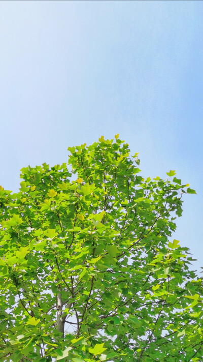 手机 壁纸 夏天