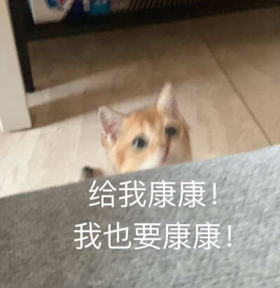 猫猫可爱表情包