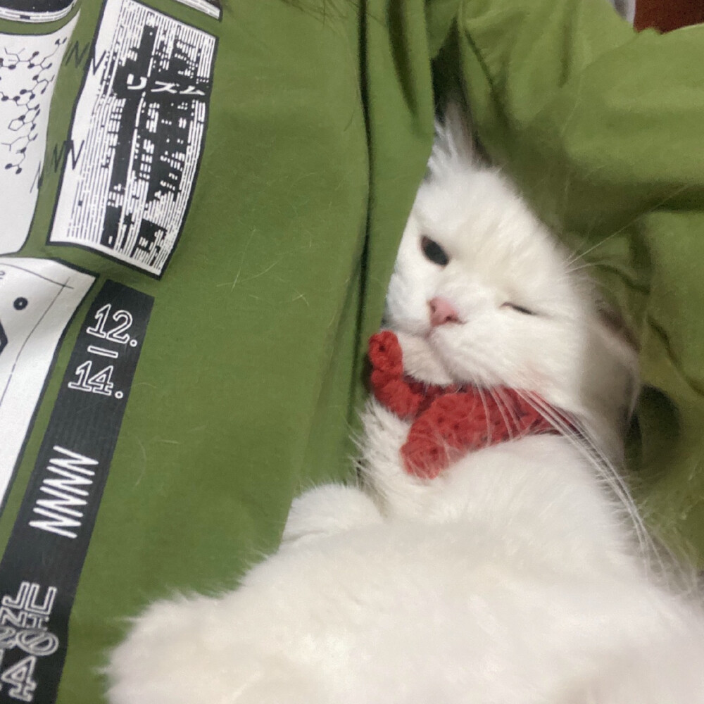 猫猫头