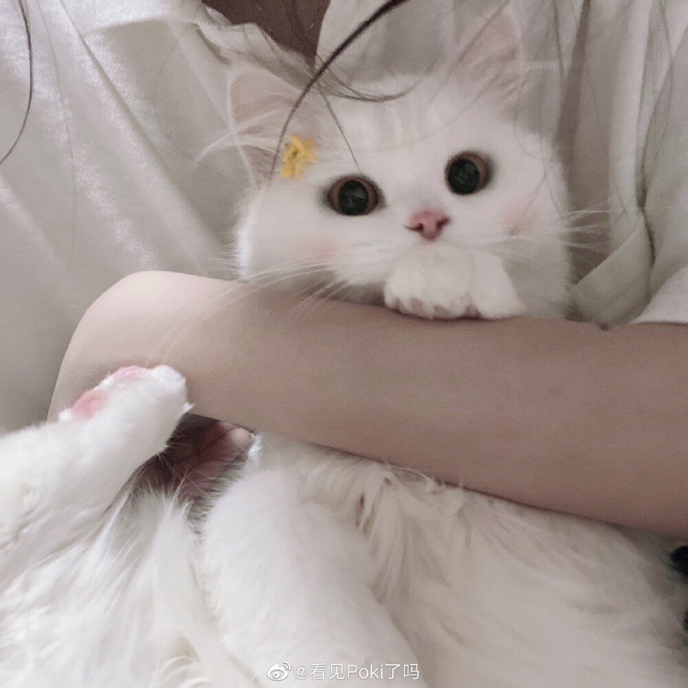 猫猫头