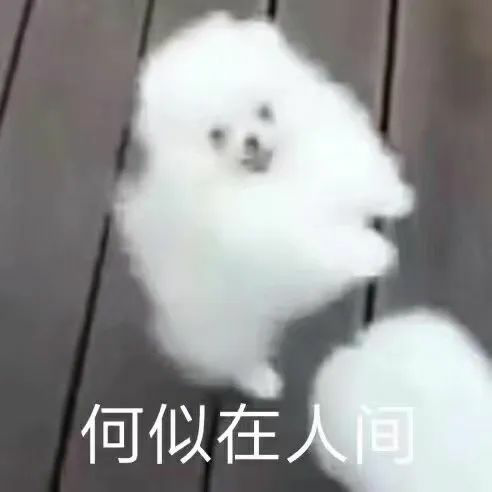 狗狗表情包，好乐