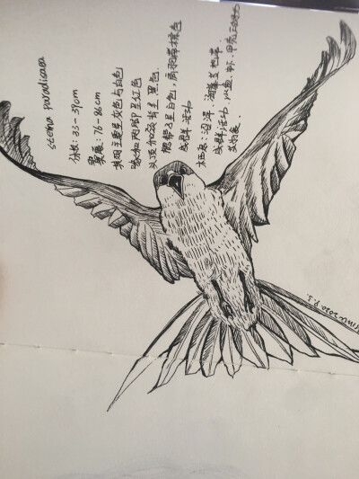 北极燕鸥