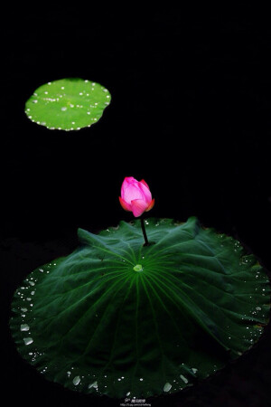 有人让你凋零，有人使你绽放。
关键是看你遇见了谁，他做了什么。