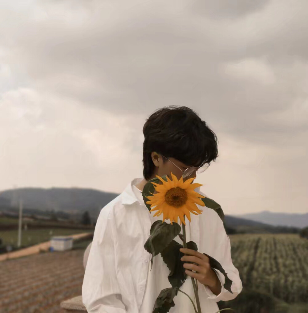 拿花男头向日葵合集