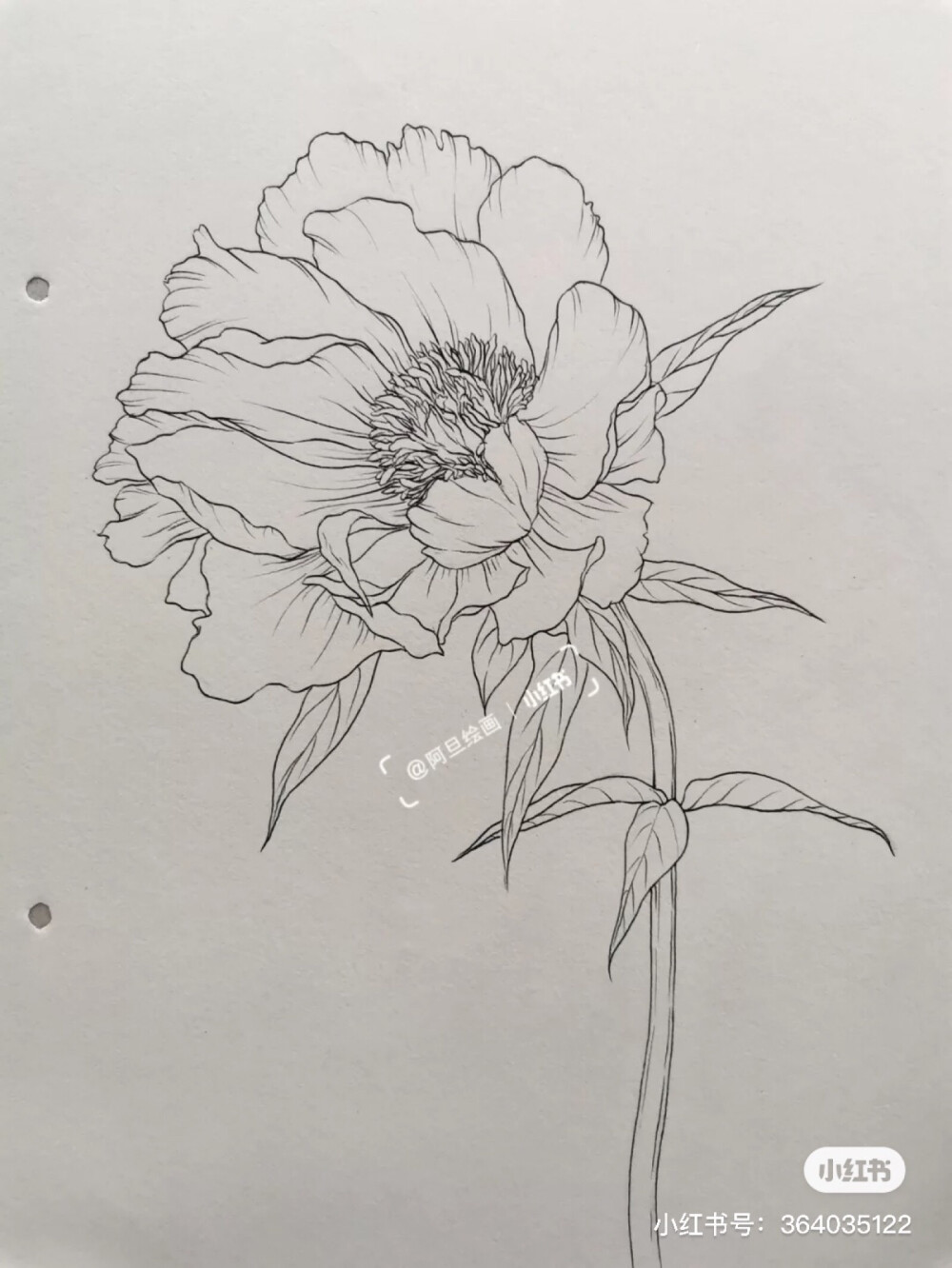线描花卉 - 高清图片，堆糖，美图壁纸兴趣社区