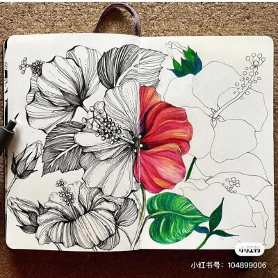 线描花卉