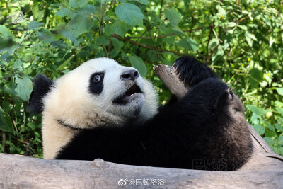 胖小海，花小妹