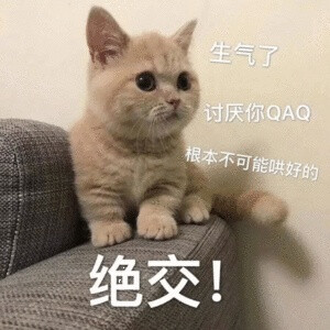 猫猫可爱表情包