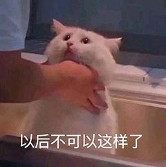 猫猫可爱表情包