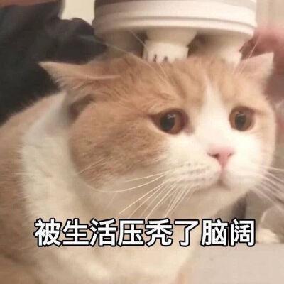 猫猫可爱表情包