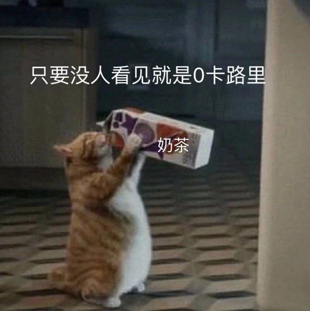 猫猫可爱表情包