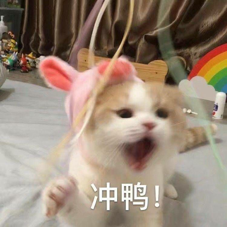 可爱猫猫表情包