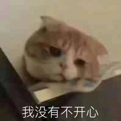 可爱猫猫表情包