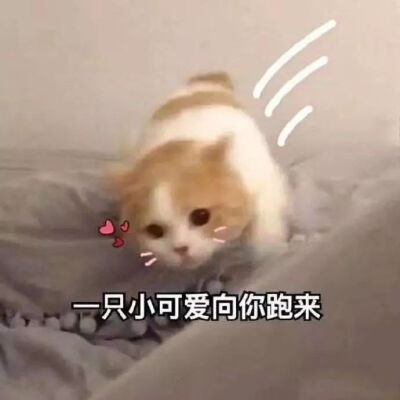 可爱猫猫表情包