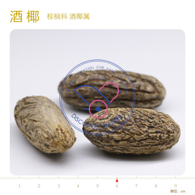 2、 100张种子卡
对每种种子进行相对简要的描述，对每种种子的特征进行清晰的展示，并用标尺示意其大小。
每张种子卡背面均有一句话“冷知识”，帮助教师把握活动引导时可以重点关注的有趣特征。