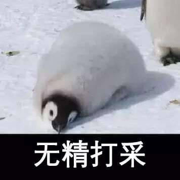 企鹅表情包