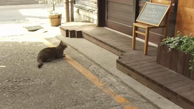 面包和汤和猫咪好天气