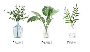 植物参考