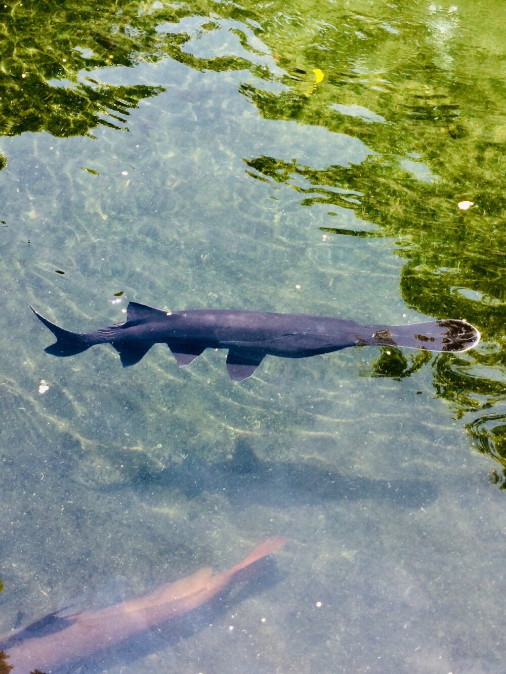 难得一见的中华鲟-七尘子