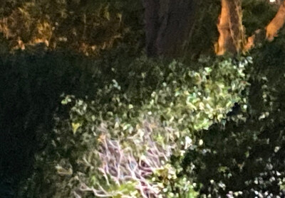 一场来自树与天的邂逅
寻找寂静里的角落
原是美好